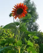 Sonnenblume.webp