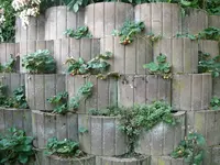 Erdbeeren Felsenbeet.webp