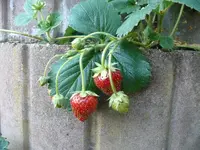 Erdbeeren.webp