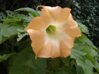 6zipfel.webp