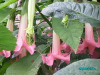 PICT0132.webp