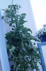 tomate.webp