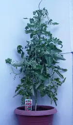 tomate 2.webp