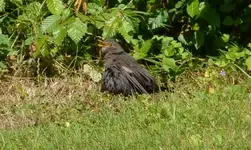 Amsel.webp