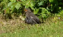 Amsel1.webp