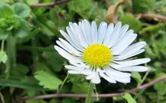 Gaensebluemchen.webp