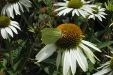2013_0725Sommer0036.webp