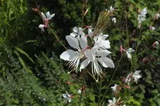2013_0725Sommer0038.webp