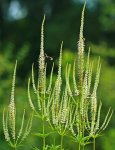 Hummeln und Bienen an weißen_600.JPG