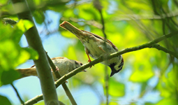 Pieperpärchen im Baum_1024.webp