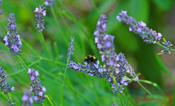 Hummel im Lavendel_1024.webp