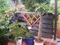 Madagaskarpalme.webp