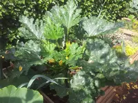 zucchini.webp