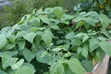 Buschbohnen Saxa 24.07.13.webp
