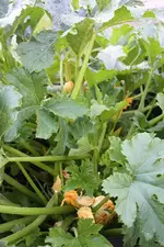 Zucchini Coucourzelle 24.07.13.webp