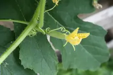 Gurke unbekannt 28.07.13.webp