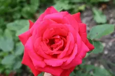 Paul Scarlet 28.07.13.webp