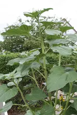 Sonnenblume 28.07.13.webp