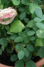 Topfrose 28.07.13.webp