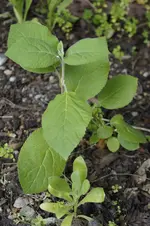 _DSC2855.webp