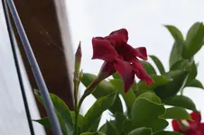 _DSC2833.webp