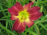 crown island_1024x768.webp