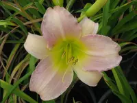 delight some_1024x768.webp