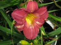french porcelain_1024x768.webp