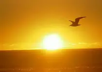 fliegen.....webp