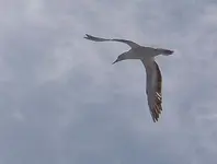 Fliegen.webp