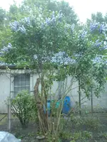 Foto0127.webp