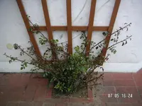 PICT0185.webp