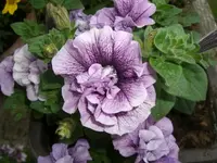 surfinia_neu_2.webp