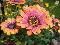 kapmargarite_neue_farbe.webp