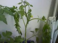 DSC00550.webp