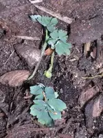 Garten_011_300_400.webp Garten_011_300_400.webp