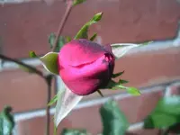 Rosenknopse_400_300.webp Rosenknopse_400_300.webp