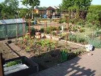 Garten 09.05.09 005.webp