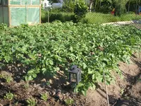 Garten 09.05.09 002.webp
