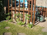 Garten 09.05.09 016.webp