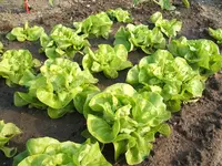 Garten 09.05.09 021.webp