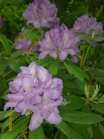 2009-05-09 Rhododendronblüten lila 2.webp