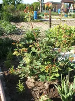 DSCF2907.webp