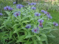 Garten09 004.webp