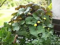 Mai3 004.webp