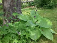 Mai3 016.webp