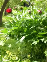 Mai3 023.webp