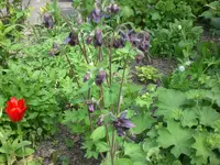 Mai3 029.webp