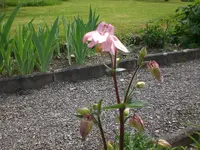 Mai3 030.webp