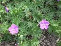 Mai3 032.webp